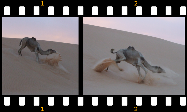 Dromedar auf einer Düne. Sahara 2008 (Foto: Fam. Dolata)