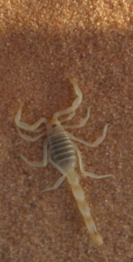 Skorpion; Foto: Ulrich Knoll